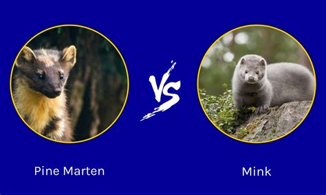 Pine Marten vs Mink: What's the Difference? - A-Z Animals