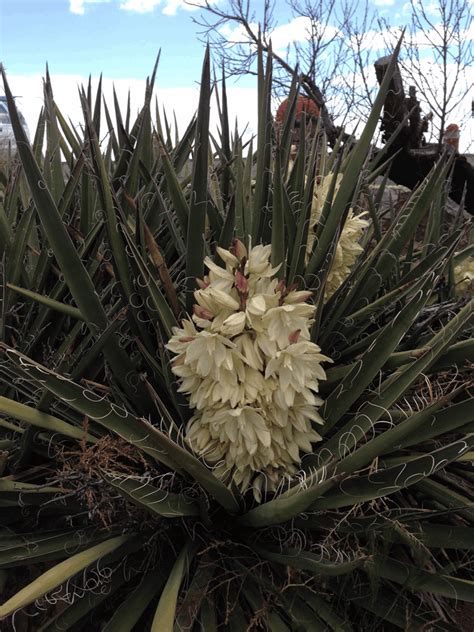 Yucca Baccata Banana Yucca 1 Fort Collins Wholesale Nursery