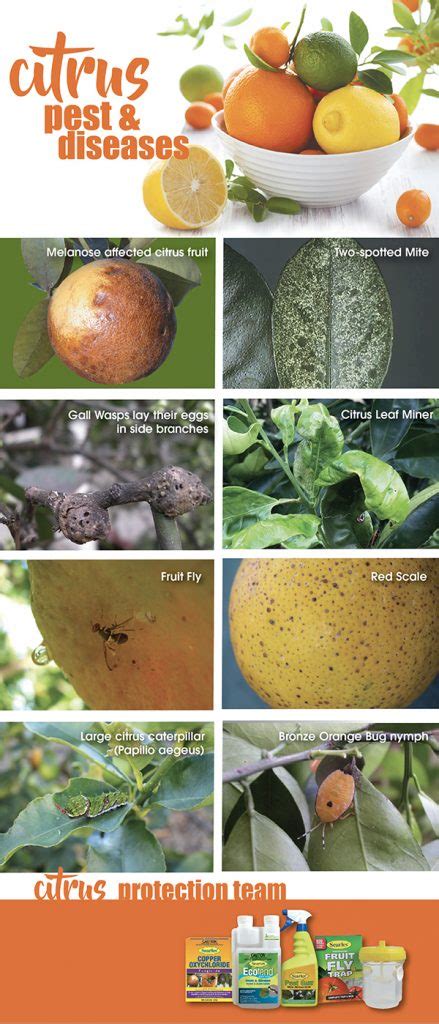 Citrus tree pests and diseases – About The Garden Magazine