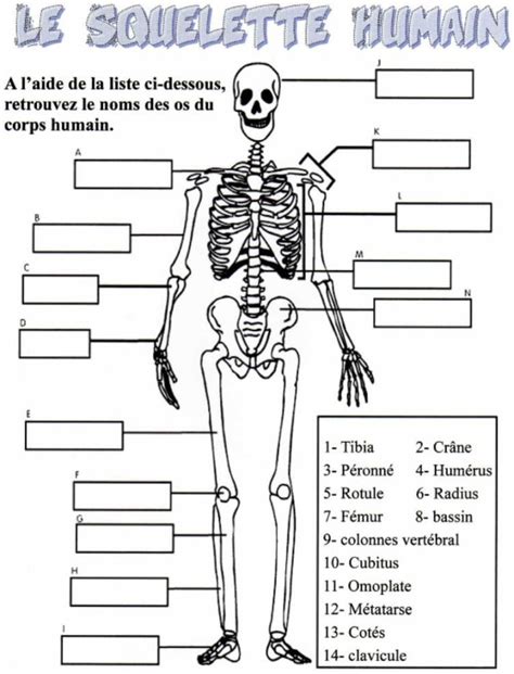 13 Authentique Corps Humain Squelette Collection - COLORIAGE