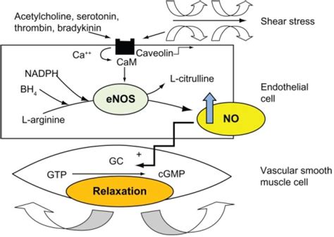 Nitric Oxide Blood Flow Stimulator