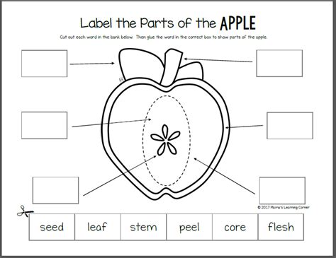 Apple Life Cycle Worksheets Mamas Learning Corner