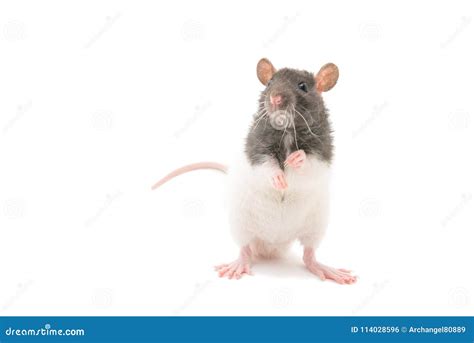 Cute Black And White Decorative Rat Standing On Hind Legs Isolated On