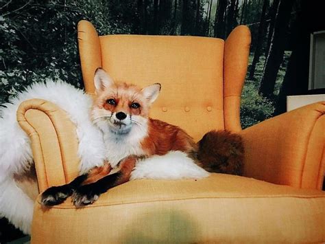 Heres What Its Like To Live With Juniper The Worlds Happiest Fox