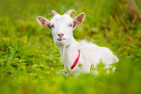 White Goat Lying Down Stock Image Image Of Domestic