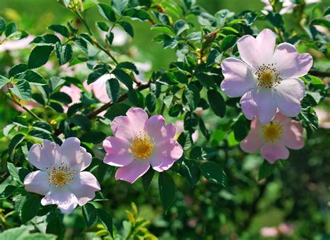 Rosa canina: proprietà e controindicazioni | Ohga!