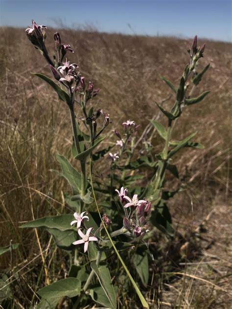 Oxypetalum Solanoides From Saavedra Provincia De Buenos Aires AR On