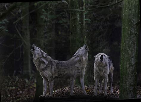 Psbattle Finally I Have Seen These Canadian Timber Wolves Howl What