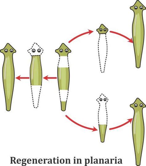 What is the difference between regeneration and fragmentation?