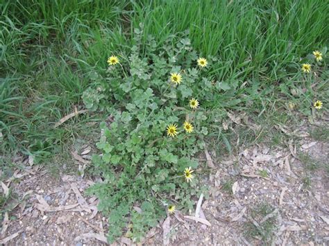 Types Of Weeds In Australia Identification Guide With Pictures Ultimate Backyard