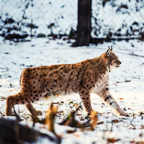 Premium Photo | Lynx on the snow