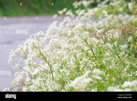 Perejil De Vaca Anthriscus Sylvestris Fotograf As E Im Genes De Alta