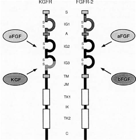 Schematic Comparison Of The Structure Of Human Kgfr And Fgfr And