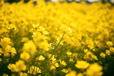 Yellow Flowers In A Field Background, High Resolution, Domestic ...