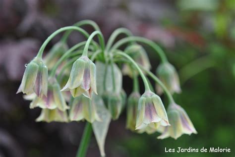 Ail De Bulgarie Allium Nectaroscordum Siculum Les Jardins De Malorie