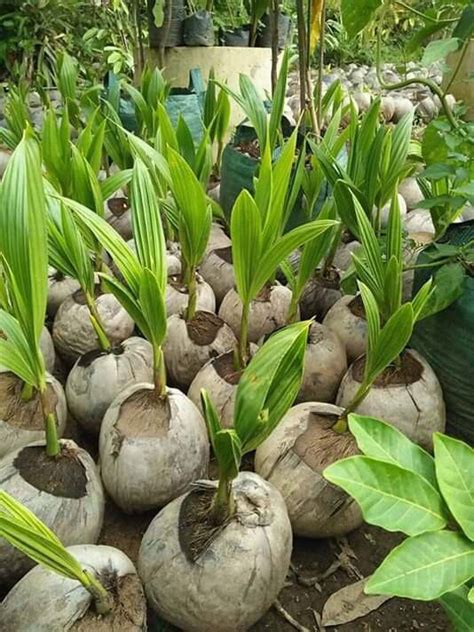 Jual Bibit Kelapa Kopyor Genjah Unggul Budidaya Kultur Jaringan