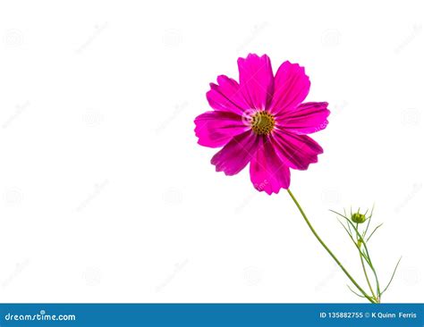 Dark Pink Cosmos Flower Isolated On White Stock Image Image Of Cosmos