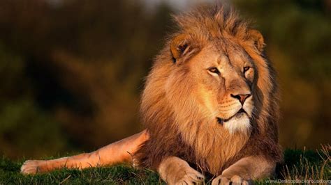 Cool Lion Wallpapers 69 Images