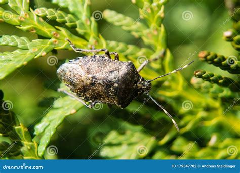 Grey Garden Bug Stock Photo Image Of Brown Eyes Gartenwanze 179347782