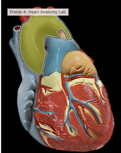 Lab 4 Heart Anatomy Flashcards Quizlet