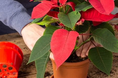 Poinsettia Care Tips To Keep Your Poinsettia Alive After Christmas Bbc Gardeners World Magazine