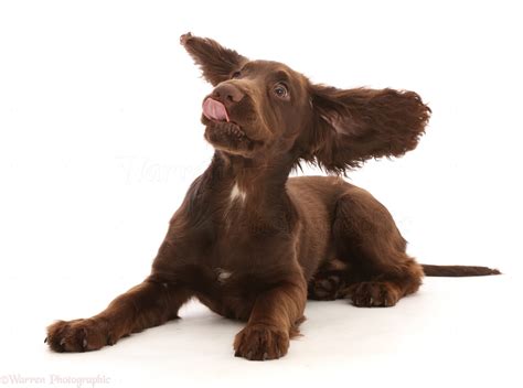 Chocolate Working Cocker Spaniel Puppy By Mark Taylor