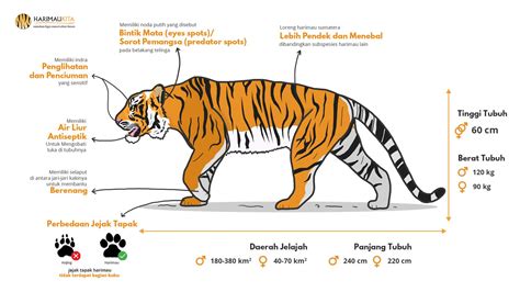 Harimau Sumatera Taksonomi Morfologi Habitat Sebaran Populasi | The ...