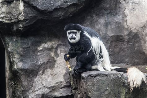 Imagenes De Monos Negros Fondo Monos Negros Fotos Y PNG Descarga