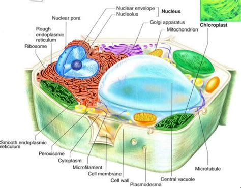 Sel Tumbuhan Dan Fungsinya Beserta Gambar Organel Organel Sel