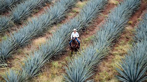 What Is The Difference Between Tequila And Mezcal