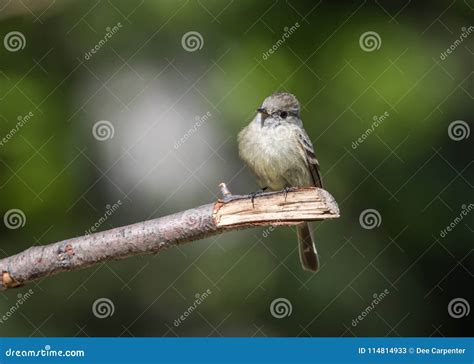 American Gray Flycatcher Stock Image Image Of American 114814933