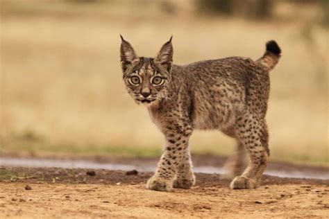 El Buen Camino Para Recuperar Al Lince Ib Rico De La Extinci N