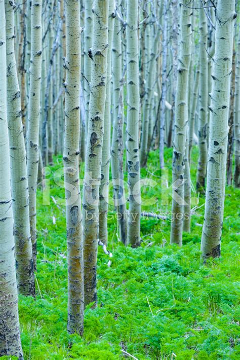 Aspen Tree Forest Stock Photo | Royalty-Free | FreeImages