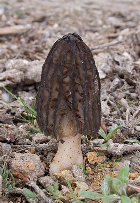 Сморчок высокий (Morchella elata) фото и описание