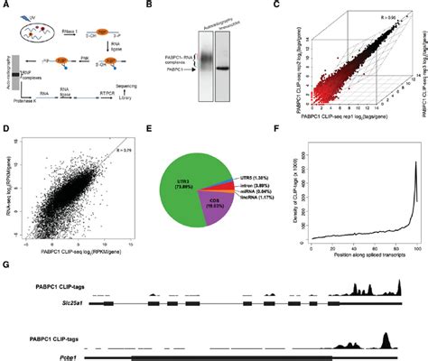 Pabpc1 Clip Seq Analysis Reveals Binding To Genomically Encoded