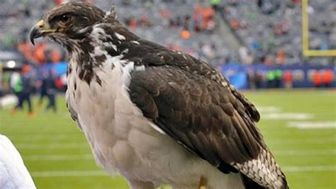 Video Seattle Seahawks Mascot Taima Lands On Fans Head Before Nfl