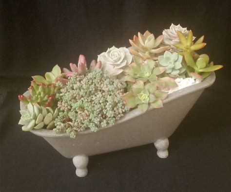 Succulent Tub In 2024 Succulents Succulent Arrangements Succulents Garden