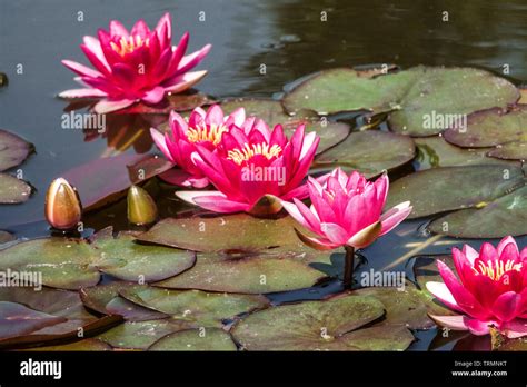 Red Waterlilies Hi Res Stock Photography And Images Alamy