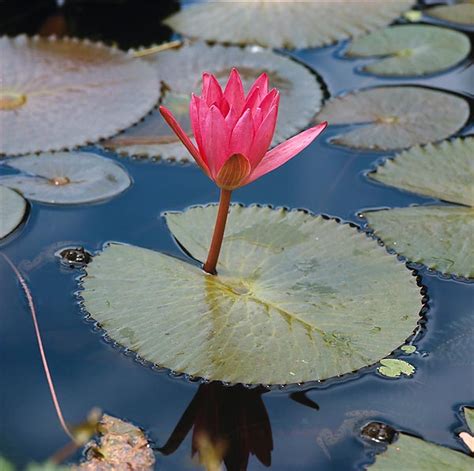 Nymphaea rubra - Monaco Nature Encyclopedia