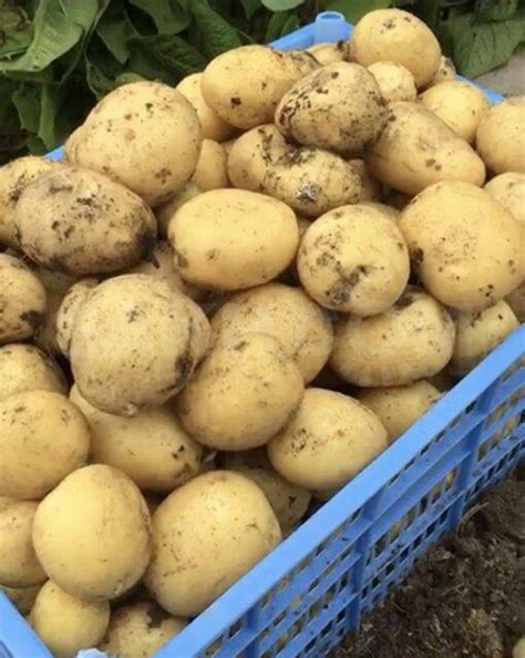 Картофель Родриго: описание сорта, фото, отзывы