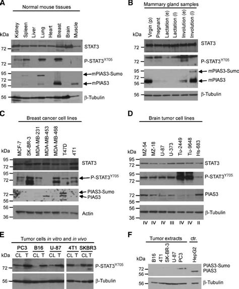 Expression Of Stat3 P Stat3 Y705 And Pias3 In Normal Mouse Tissues