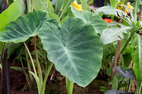 Seed Pods On Elephant Ear Plants: Do Alocasia Elephant Ears Have Seeds ...