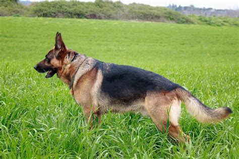 Exploring German Shepherd Tail Types and Navigating Potential Hiccups