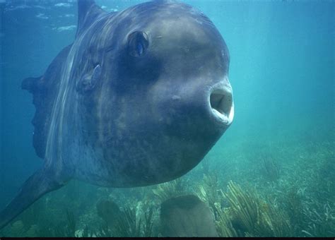 Ocean Sunfish Facts