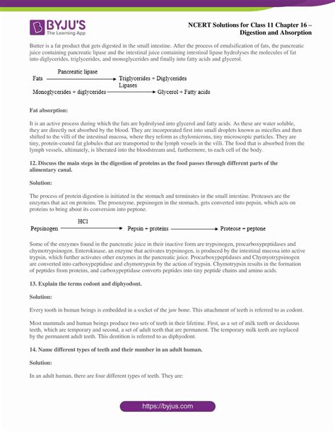 Ncert Solutions Class 11 Biology Chapter 16 Digestion And Absorption