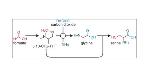 In Vivo Assimilation Of One Carbon Via A Synthetic Reductive Glycine