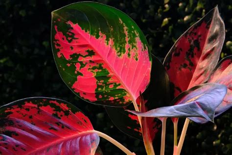 Tips Kembalikan Daun Aglonema Merah Merona Tanpa Pupuk Cukup Lakukan