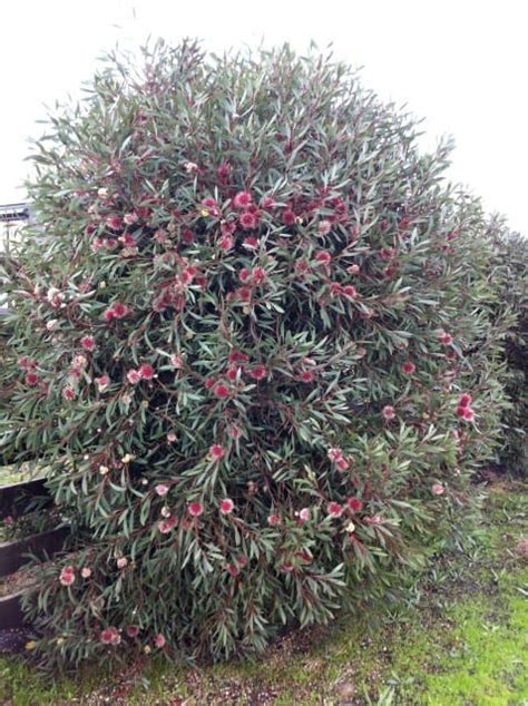 HAKEA LAURINA 140MM | Garden Feast