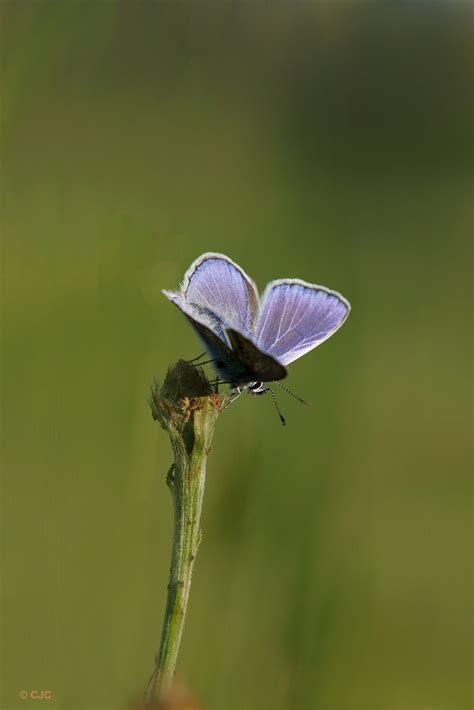 Vroege Vogels Foto Geleedpotigen Icarus Blauwtje