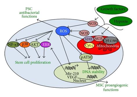 Regulation Of Stem Cell Self Renewal Differentiation And